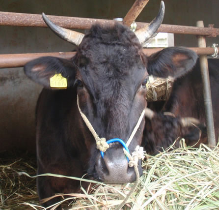 肉牛