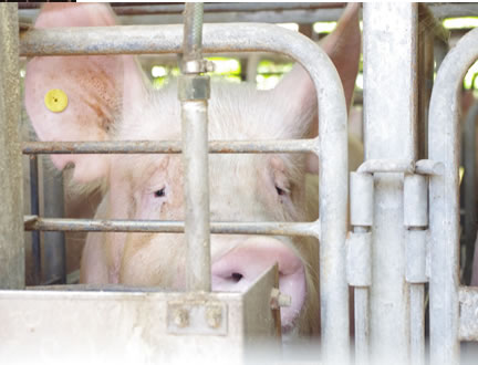 妊娠豚ストール