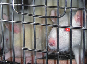 どこかで確実に想像以上に苦しんでいる実験動物