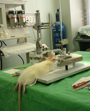 動物実験