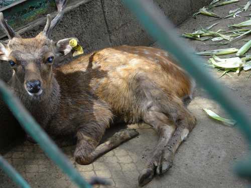 東京都昭島市動物園 飼育環境の改善状況 アニマルライツセンター