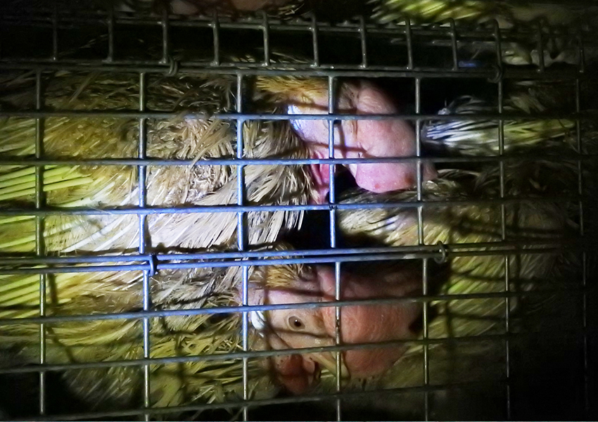Last day of Egg Hens at Slaughterhouse – Abandoned for long hours