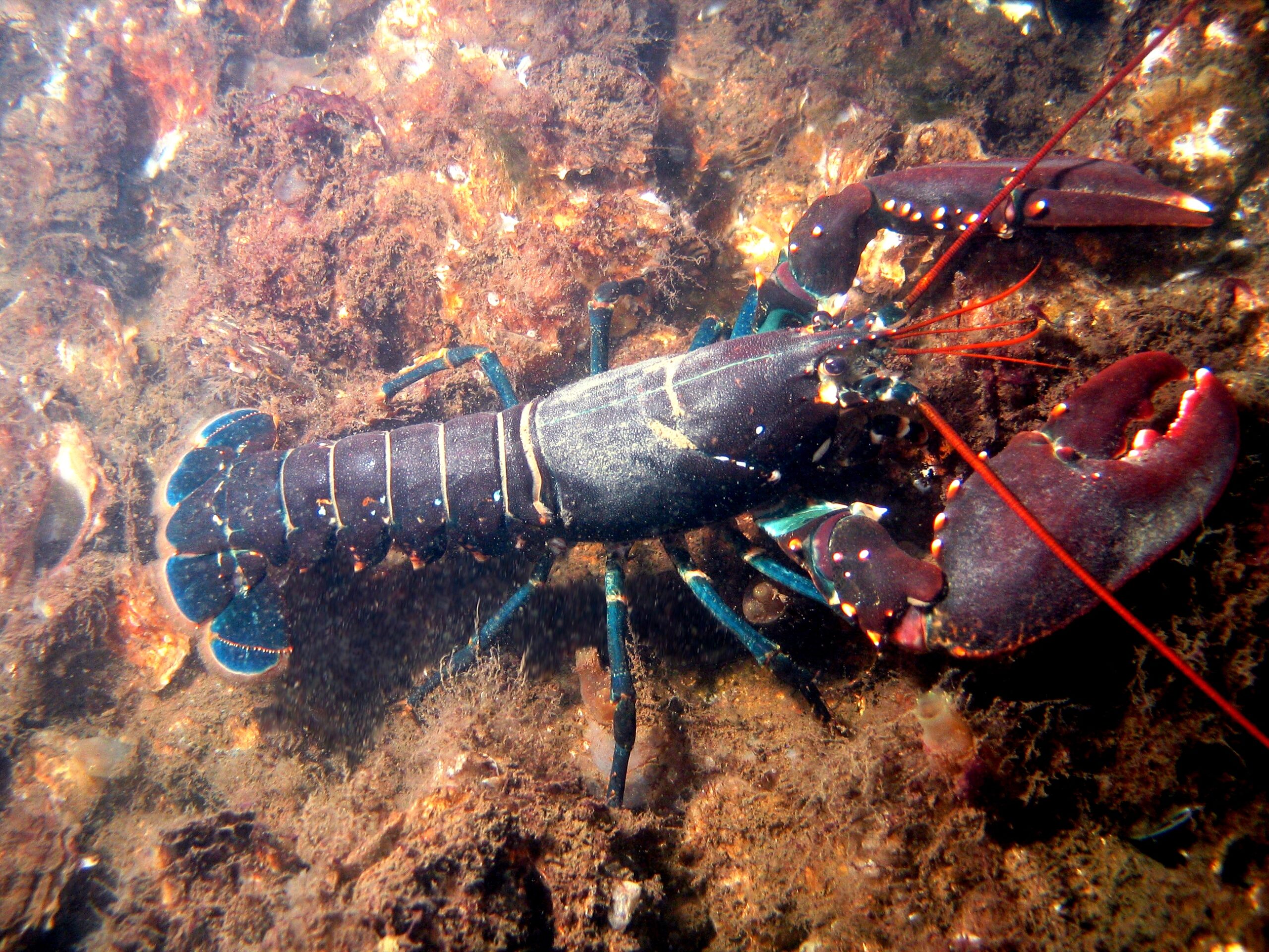 生きたまま焼かれ 沸騰した湯に投げ込まれ 半分にされて皿に盛られるエビやカニ 甲殻類の苦しみ アニマルライツセンター