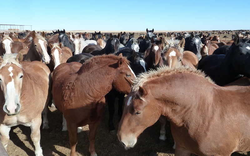 馬肉のために殺される カナダでの悲惨な肥育と日本での悲しい肥育 アニマルライツセンター