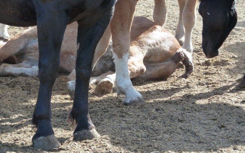 馬肉のために殺される カナダでの悲惨な肥育と日本での悲しい肥育 アニマルライツセンター