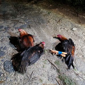 沖縄の闘鶏