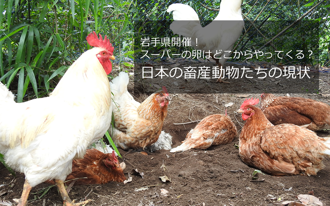岩手県勉強会 スーパーの卵はどこからやってくる 日本の畜産動物たちの現状 アニマルライツセンター