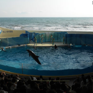 広い海、狭いプール