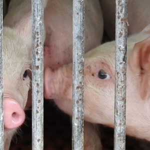 日本国内の肉ように殺された豚たち