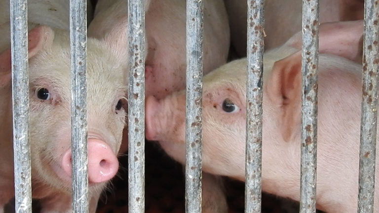 日本国内の肉ように殺された豚たち