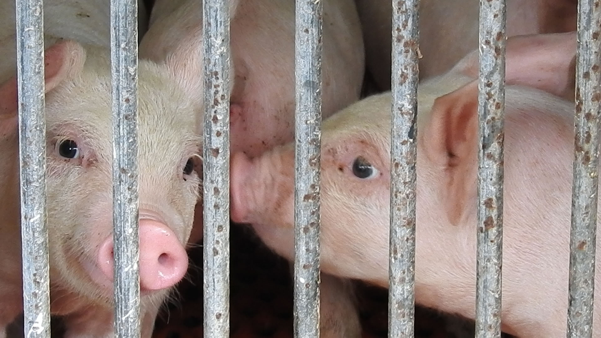 日本国内の肉ように殺された豚たち