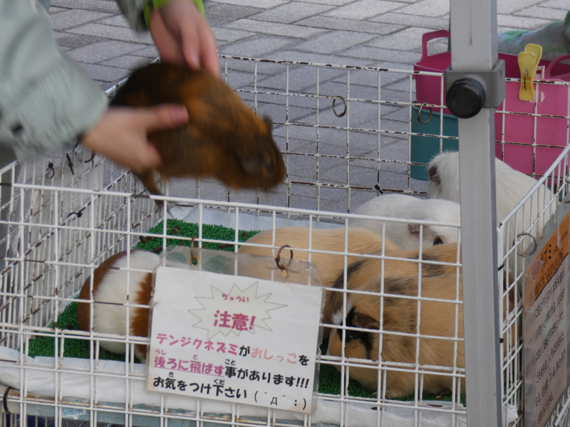 ただそこに監禁された動物がいるだけ 広島市安佐動物公園 要望と回答 アニマルライツセンター