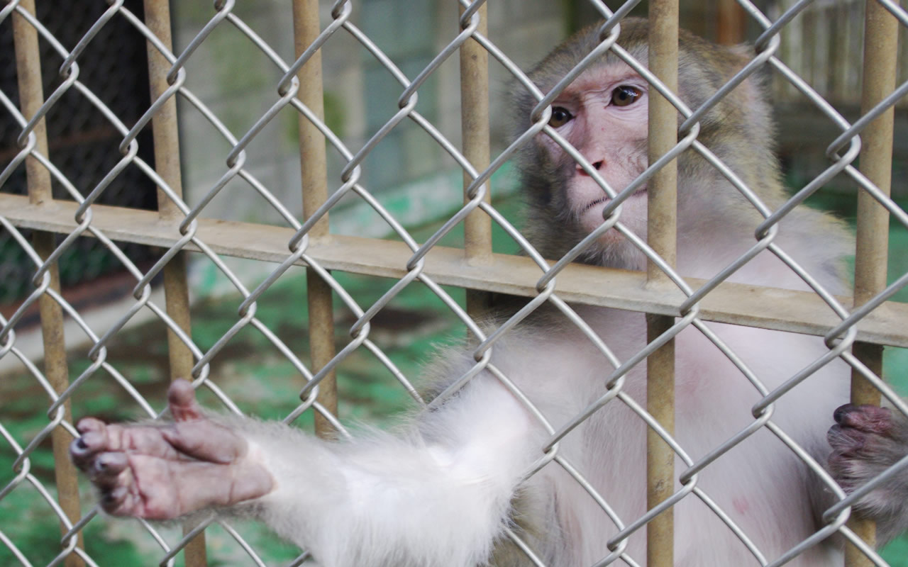 希望のない動物たちの安楽死を真剣に考えて - アニマルライツセンター