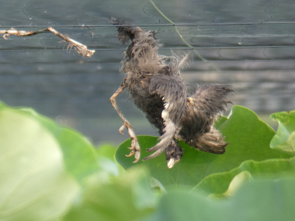 茨城県のレンコン田 ぶら下がる死体 年11月 アニマルライツセンター