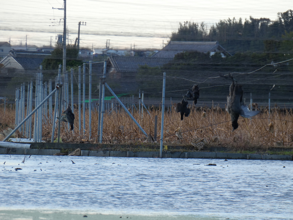 茨城県のレンコン田 ぶら下がる死体 年11月 アニマルライツセンター