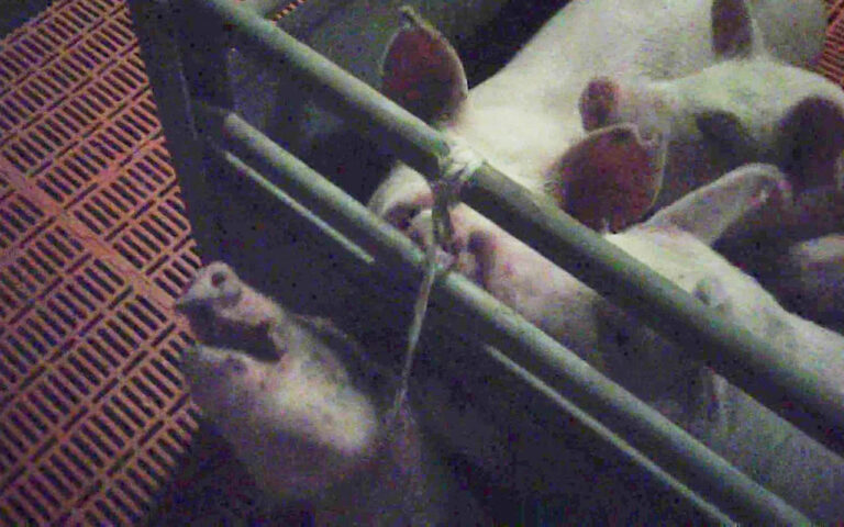 Japan pig farm