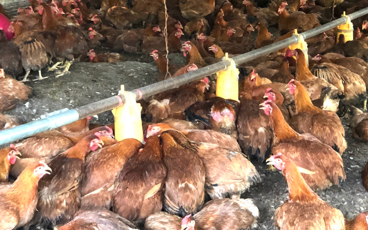 平飼い