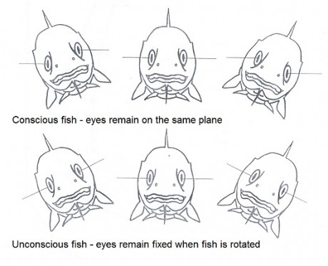 魚を残酷に殺す 料理 に意見 アニマルライツセンター