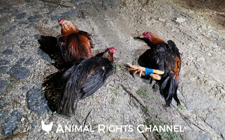 アニマルライツチャンネル　闘鶏反対