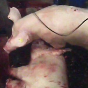 屠殺　豚肉
