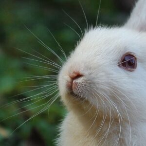 FUR FREE JAPAN
