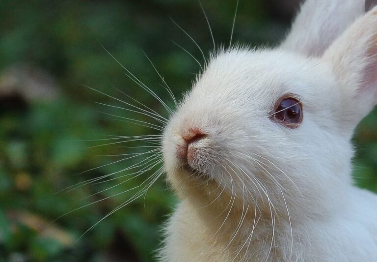 FUR FREE JAPAN