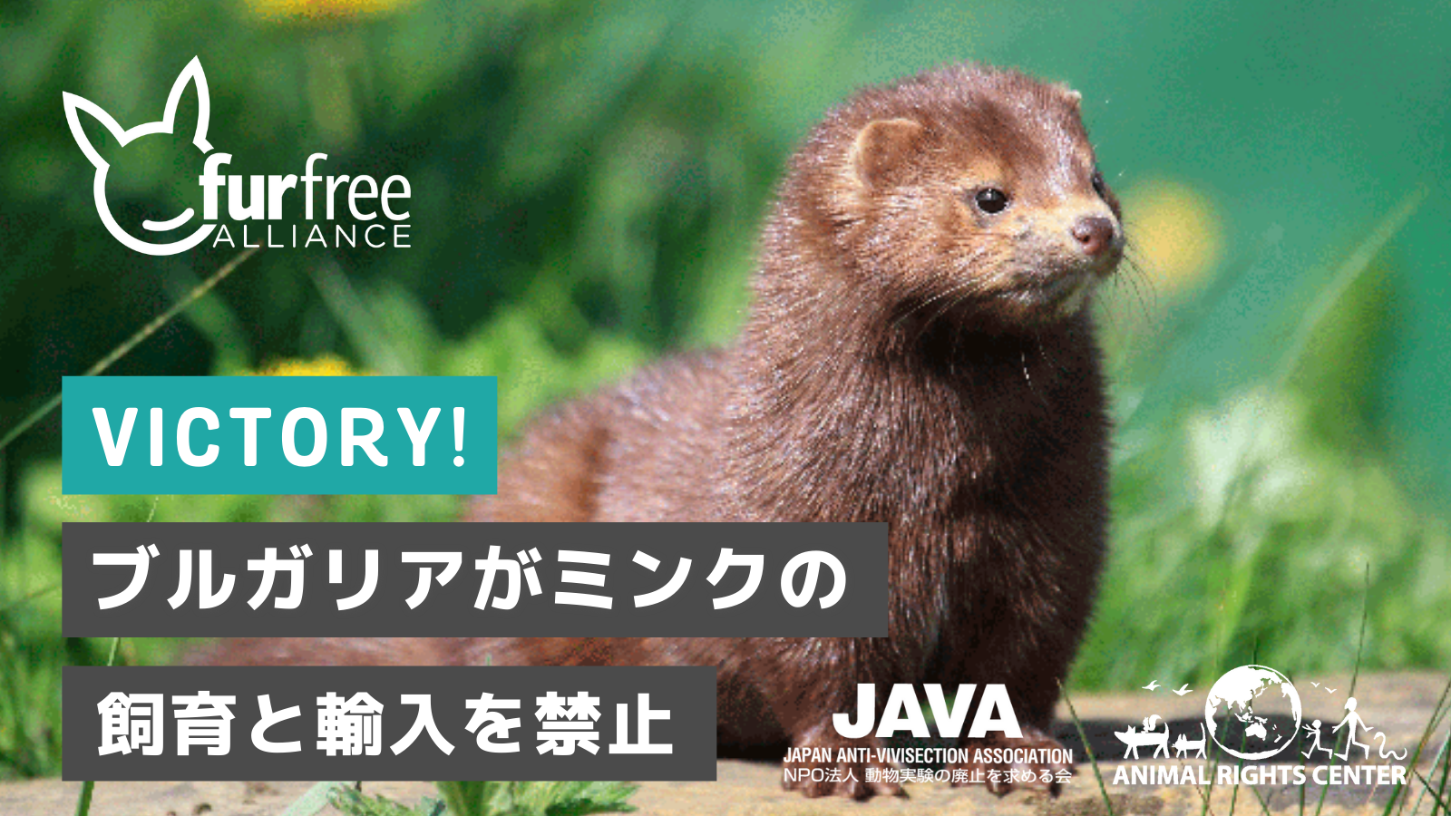 Good news! ブルガリア、ミンクの飼育と輸入を禁止！