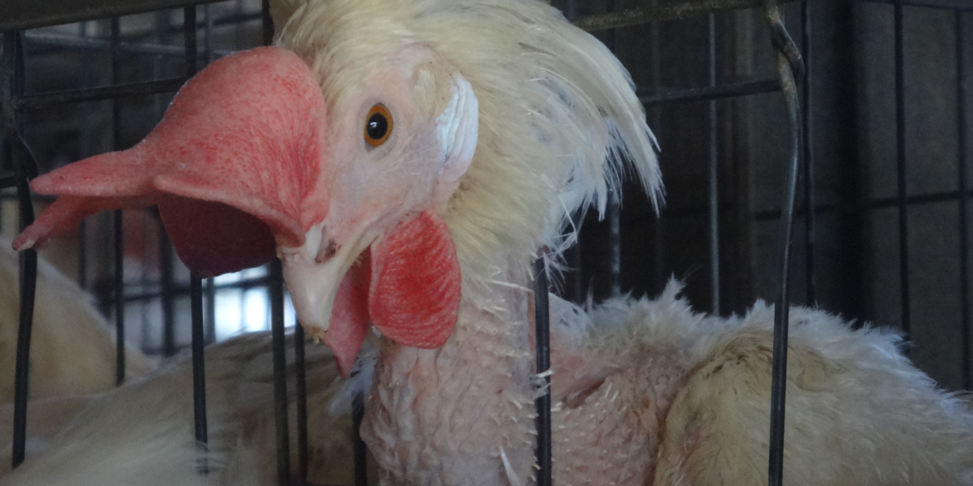 ケージで拘束飼育され、苦しむ採卵鶏