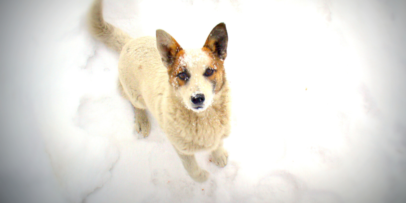 ０℃以下の気温であっても外に拘束され続ける犬は多い