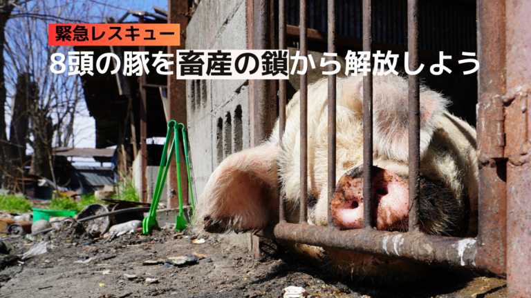 緊急レスキュー 8頭の豚を畜産の鎖から解放しよう