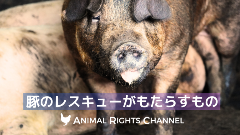 レスキューがもたらすもの