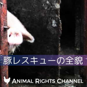 豚レスキューの全貌