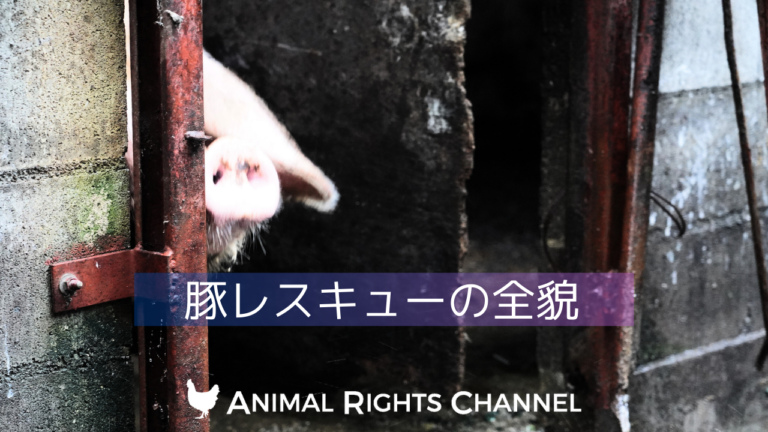 豚レスキューの全貌