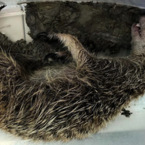 日本には動物を輸送するときの法律がない 法律がなければ企業はやりたい放題 輸送業の無法状態、許さない