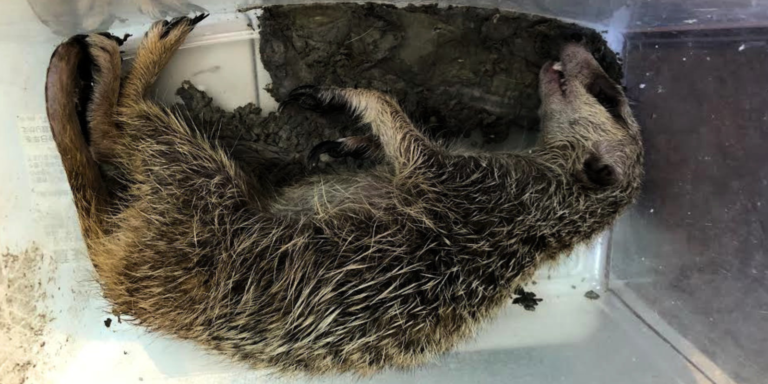 日本には動物を輸送するときの法律がない 法律がなければ企業はやりたい放題 輸送業の無法状態、許さない
