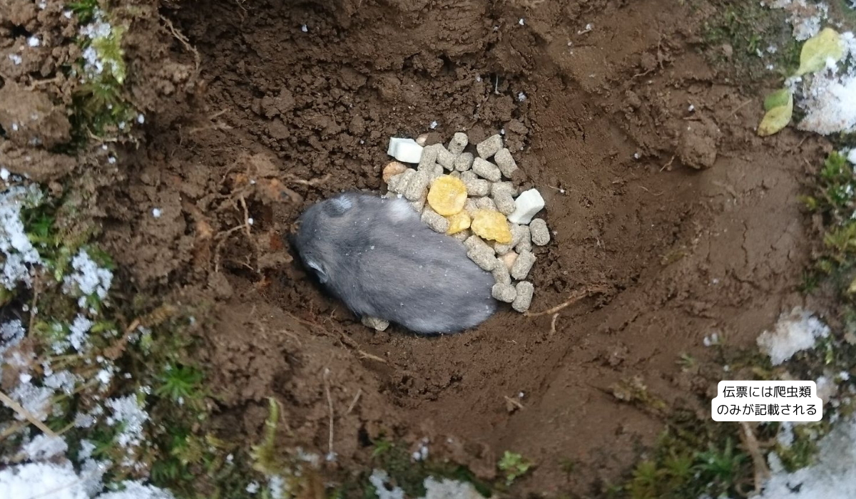 輸送中に死亡したげっ歯類