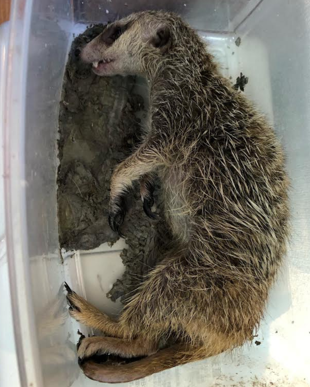 死亡して到着したミーアキャット