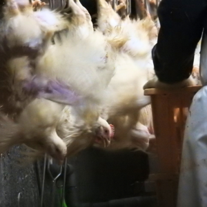 食鳥処理場