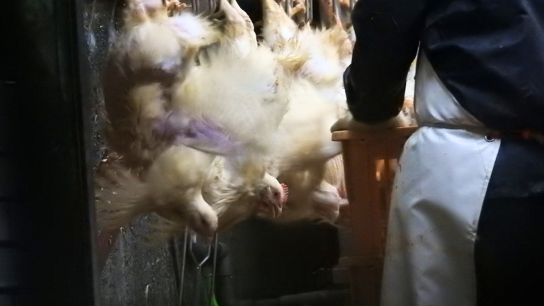 食鳥処理場