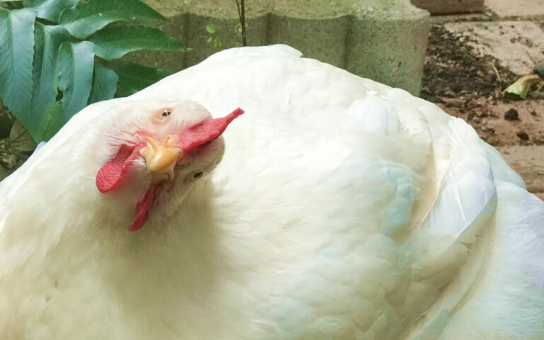 ブロイラーの福ちゃん