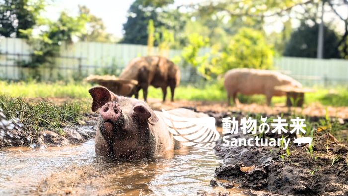 動物の未来サンクチュアリ