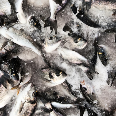 養殖場で苦しむ魚たち