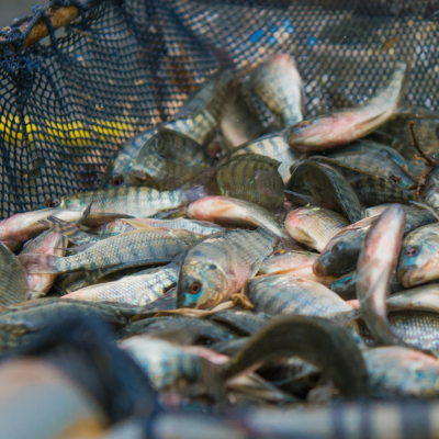 養殖魚