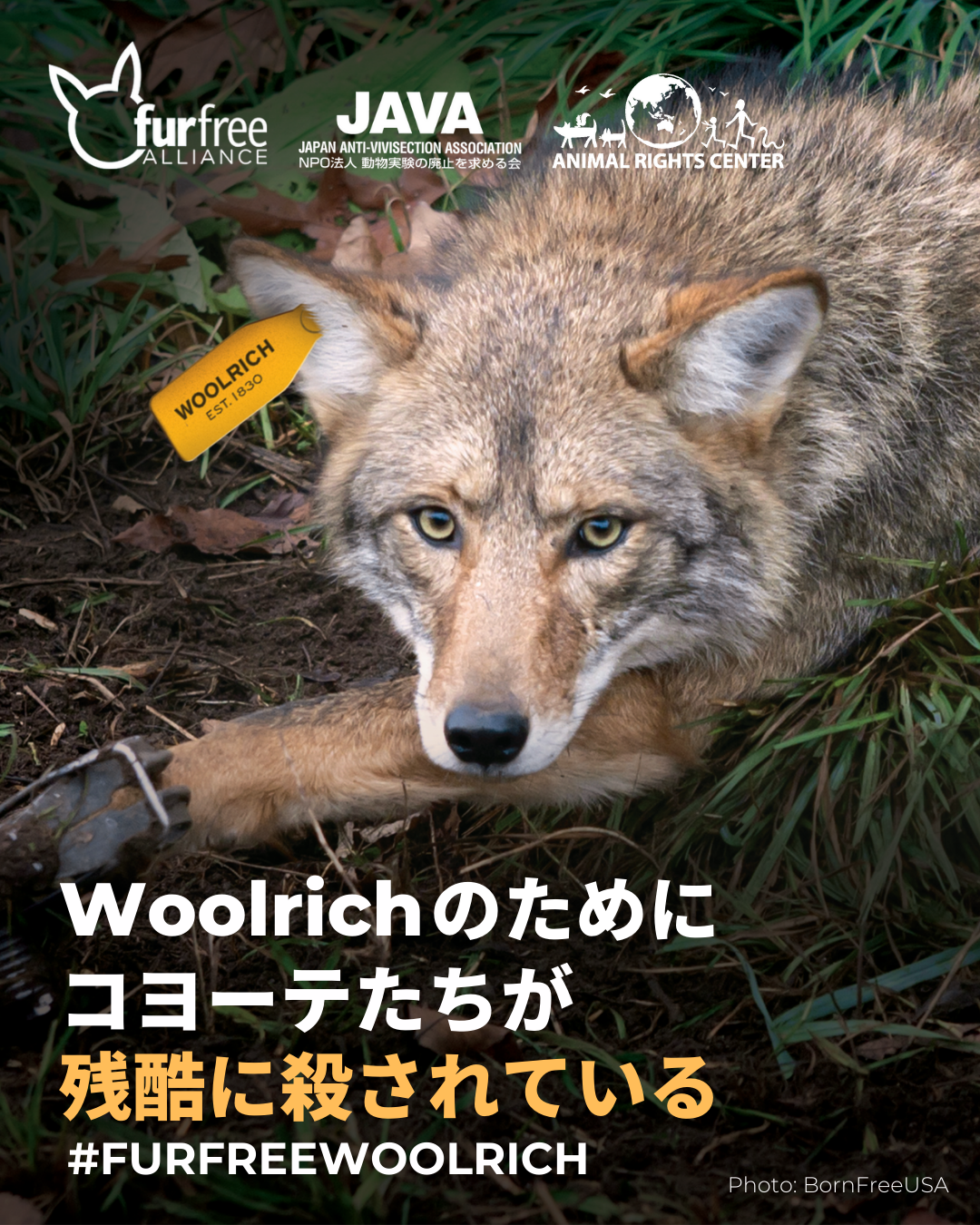 Woolrich