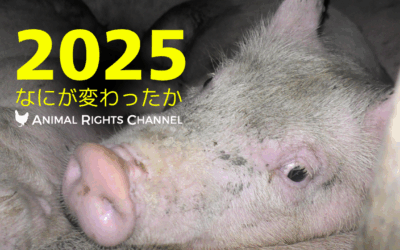 アニマルライツチャンネルVol71[2025年なにが変わったか]