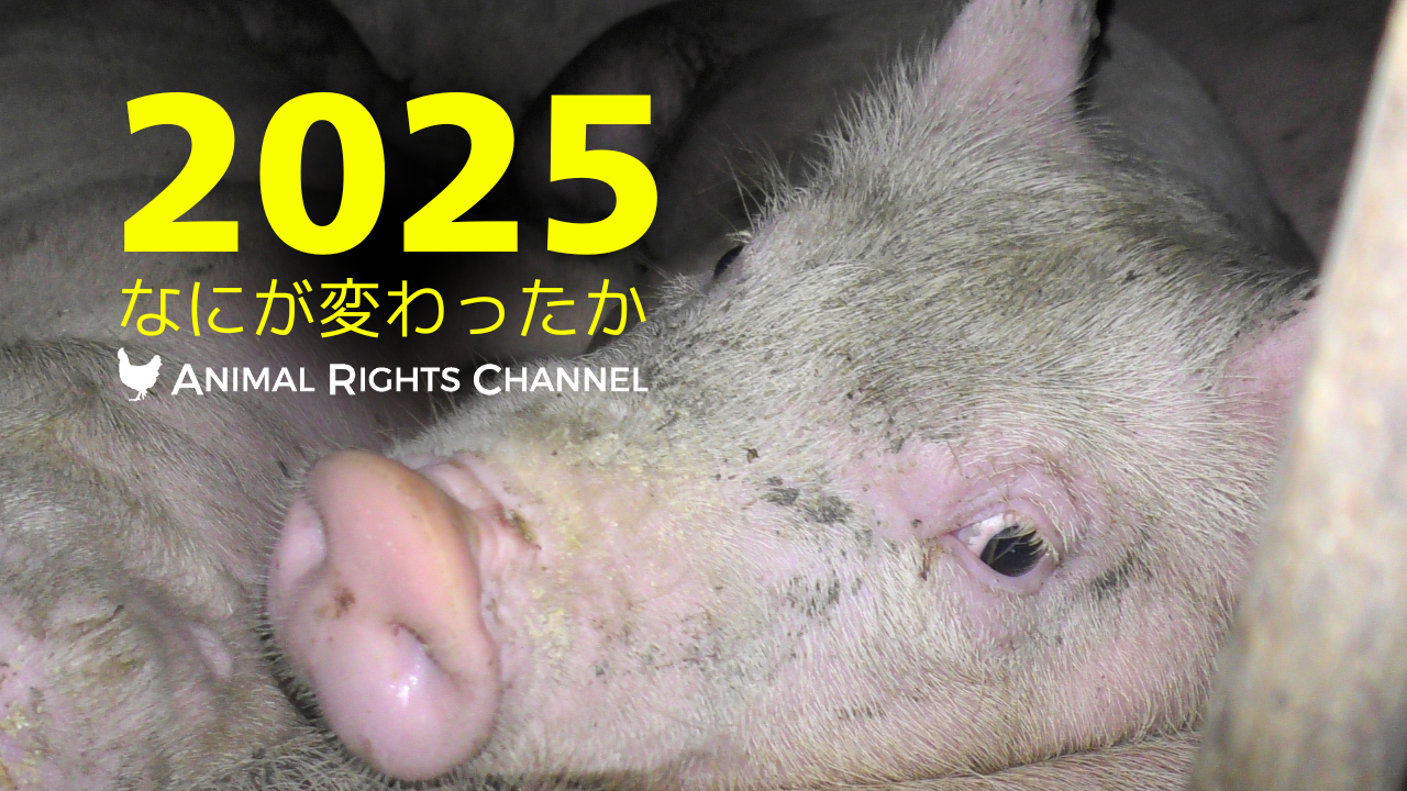 アニマルライツチャンネルVol71[2025年なにが変わったか]