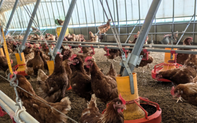 小幡畜産の明るい鶏舎