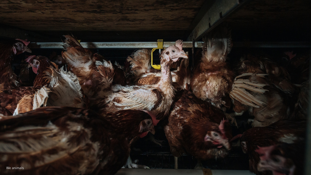 エンリッチドケージ　アニマルウェルフェアケージ