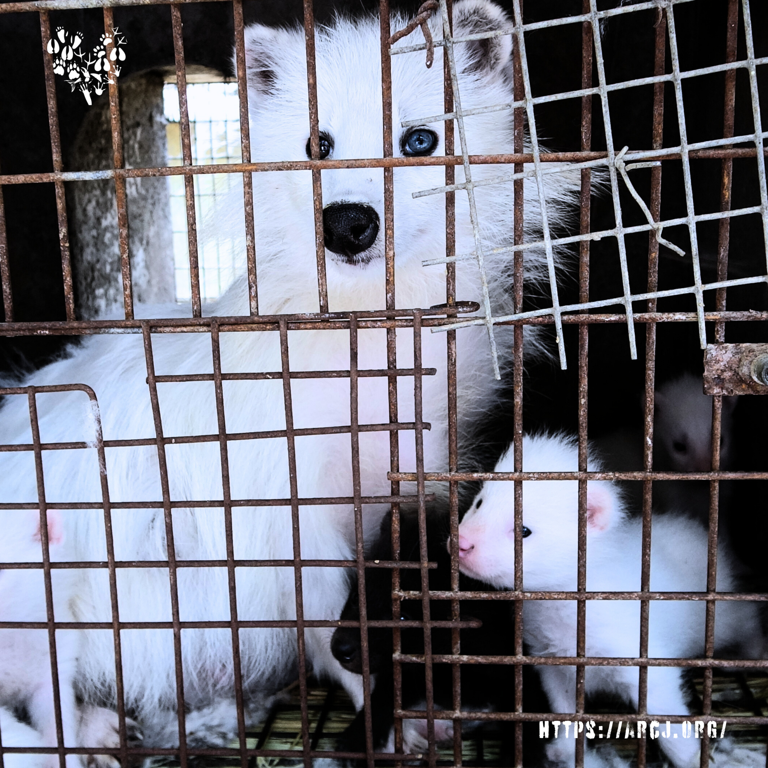 Animal Vox Animal Rights music