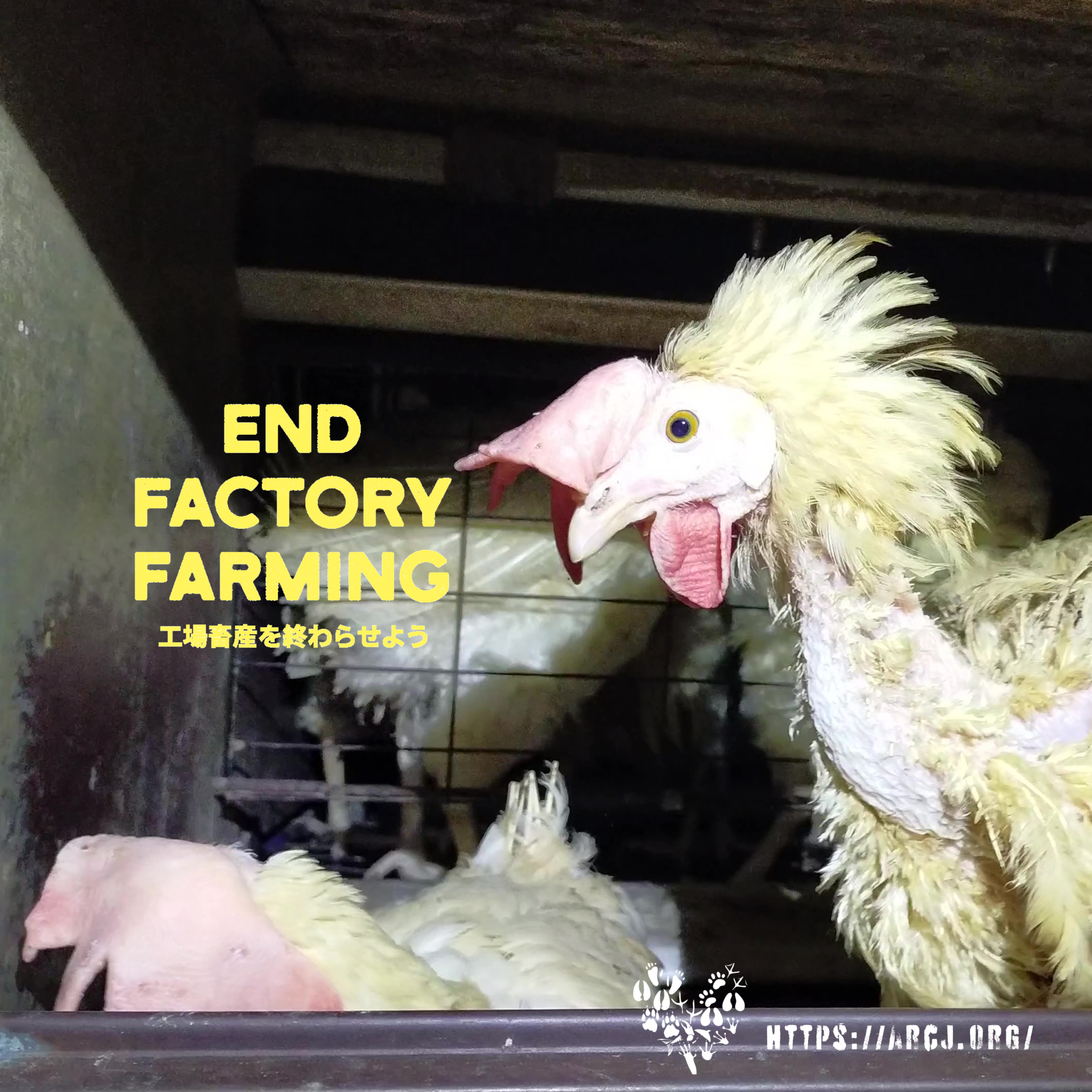 Animal Vox Animal Rights music